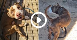 video:-pitbull-vitima-de-maus-tratos-e-resgatado-e-tutor-vai-parar-em-presidio-de-sc