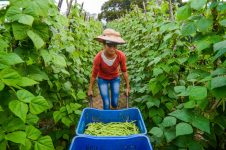 programa-“horta-da-gente”-transforma-terrenos-sem-uso-em-sustento-para-familias