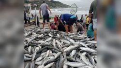 pescadores-enfrentam-o-frio-e-capturam-cerca-de-500-tainhas-em-praia-de-sc