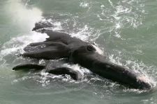 ‘danca-das-gigantes’:-descubra-as-surpresas-da-temporada-deste-ano-das-baleias-francas-em-sc