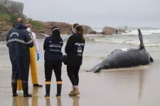 filhote-de-baleia-franca-encalhado-e-encontrado-no-sul-de-sc