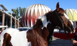 expointer:-inicia-a-maior-feira-de-agropecuaria-da-america-latina