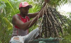 ‘boom’-do-acai:-ameaca-para-amazonia