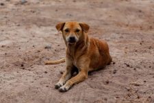 stf-determina-que-laguna-promova-o-controle-da-populacao-de-animais-de-rua