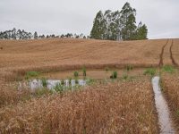 fumo,-trigo-e-cebola-sao-as-culturas-mais-prejudicadas pelas-chuvas-em-sc