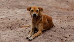 idoso-e-condenado-por-abuso-sexual-contra-cachorra-em-sc