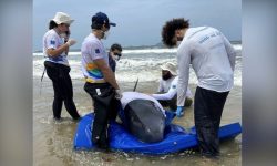 baleia-e-escoltada-para-reabilitacao-em-florianopolis-(sc)