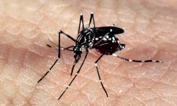 butantan-deve-iniciar-fase-pre-clinica-da-vacina-contra-zika-em-2024