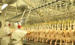 sc:-exportacoes-de-carne-suina-e-frango-registram-alta