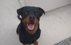 policia-conclui-investigacao-sobre-morte-de-rottweiler-por-tiro-em-sc