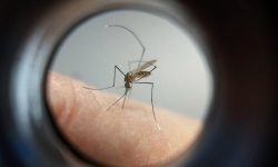 pr-pede-ao-ministerio-da-saude-mais-vacinas-contra-dengue