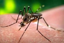 brasil-tem-quase-mil-mortes-por-dengue-em-investigacao