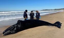 morre-filhote-de-baleia-franca-que-havia-sido-salvo-em-imbituba-(sc)